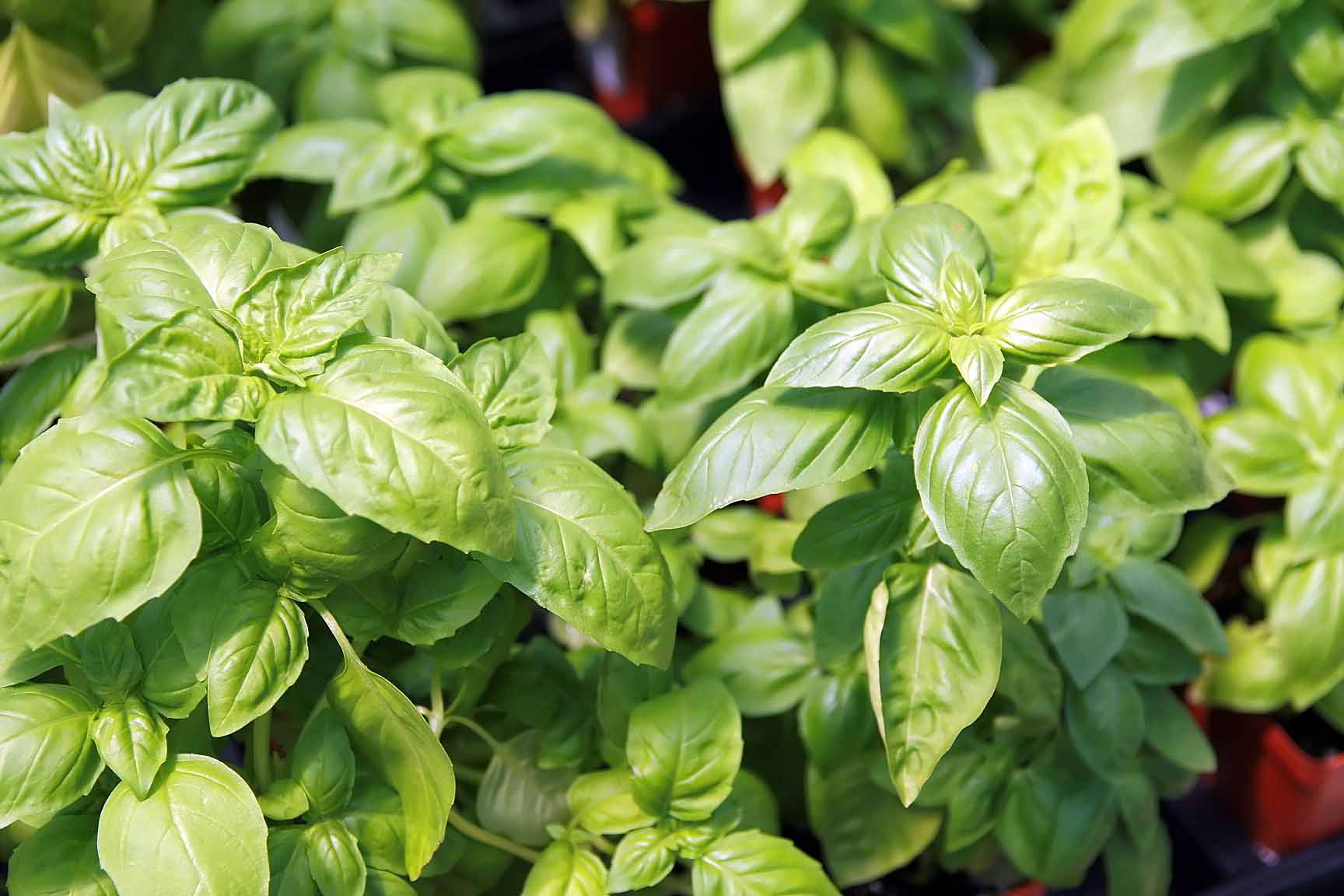 basil cocktail ingredient