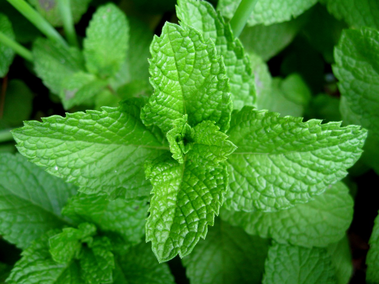 mint cocktail ingredient