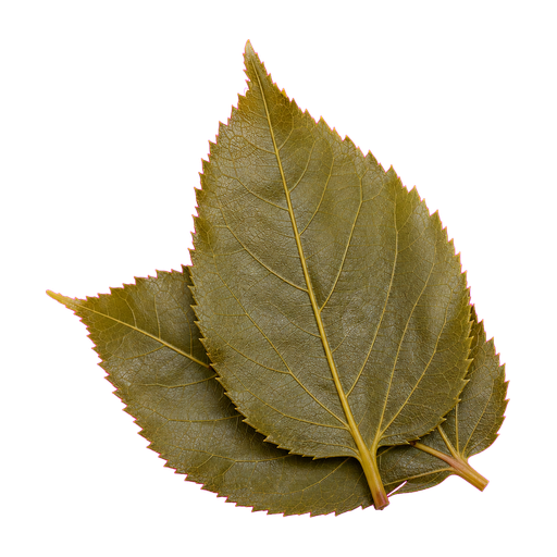Sakura leaf cocktail ingredient